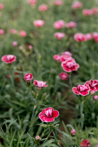 Foto gratuita hermosas flores rosadas en la hierba