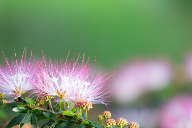 Hermosas flores rosadas que florecen en la naturaleza