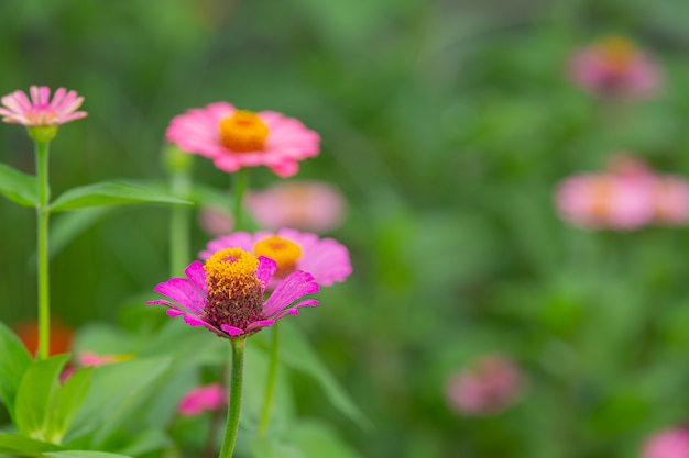 Foto gratuita hermosas flores rosadas que florecen en la naturaleza