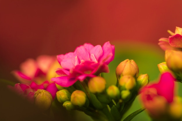 Hermosas flores rosas frescas