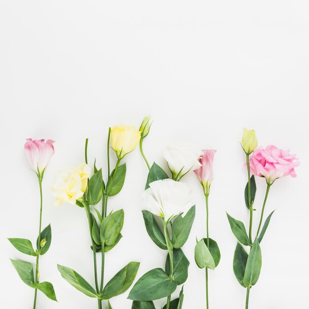 Hermosas flores sobre fondo blanco