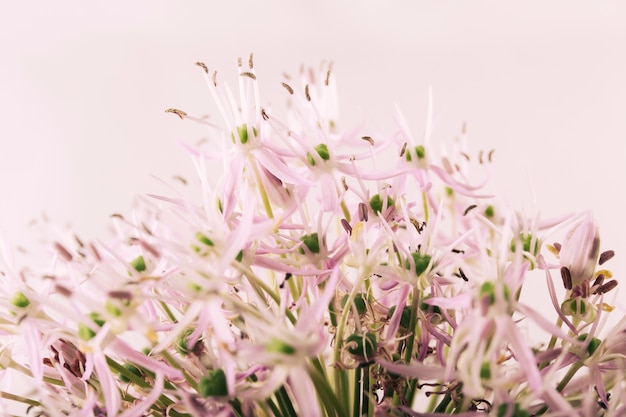 Hermosas flores sobre fondo de color