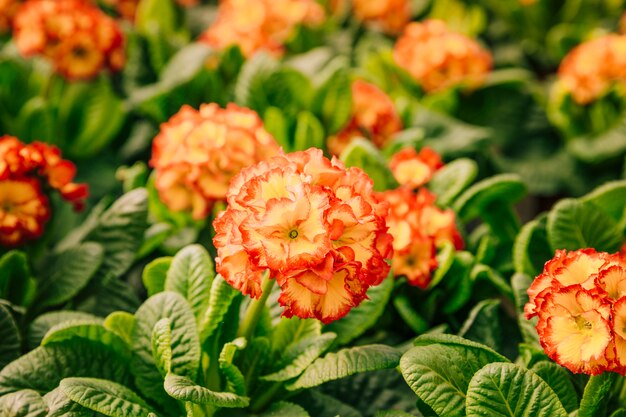 Hermosas flores tropicales en flor