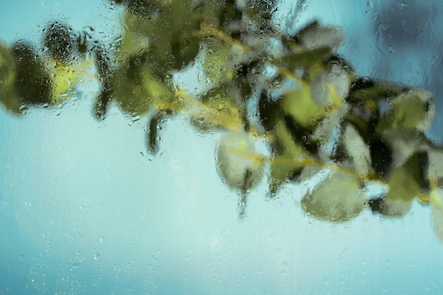Foto gratuita hermosas flores vistas detrás del vidrio de humedad