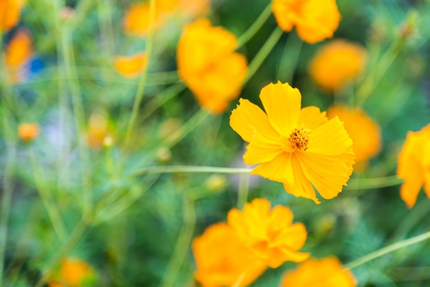 Foto gratuita hermosas flores