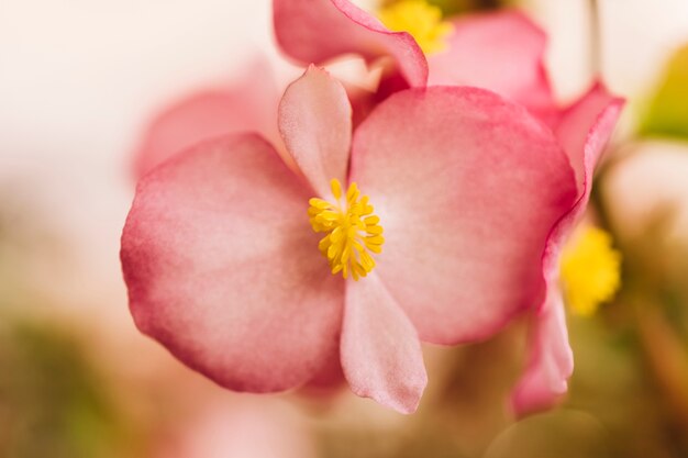 Hermosas flores