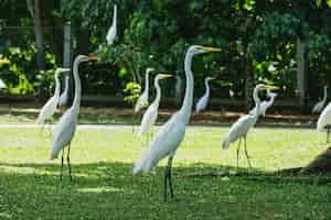 Foto gratuita hermosas garzas blancas de pie sobre la hierba verde fresca en brasil