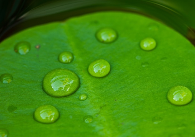 Hermosas gotas de agua en la hoja de loto