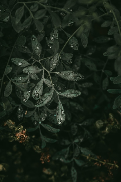 Hermosas gotitas en hojas de planta verde