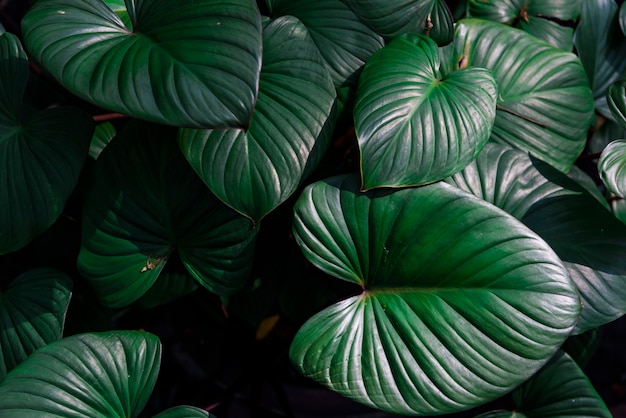 Hermosas hojas de color verde oscuro en una jungla