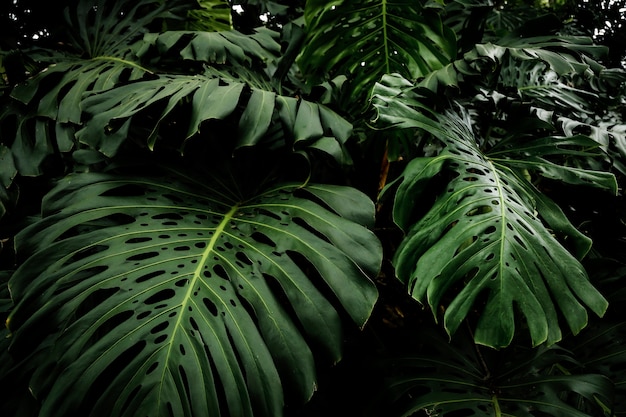 Hermosas hojas de filodendro tropical