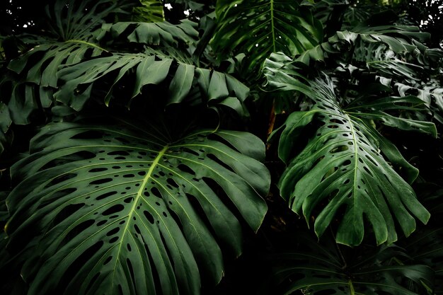 Hermosas hojas de filodendro tropical