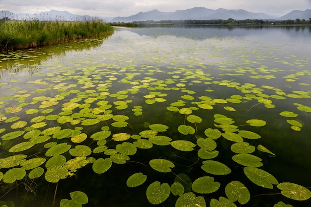 Hermosas hojas de nenúfar flotando en un estanque con las montañas al fondo