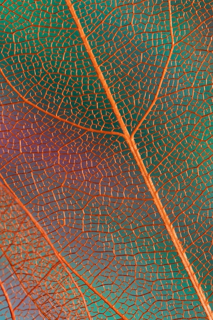 Hermosas hojas de otoño abstractas con venas naranjas