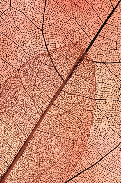 Foto gratuita hermosas hojas de otoño abstractas