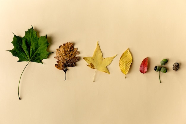 Hermosas hojas de otoño sobre fondo pastel