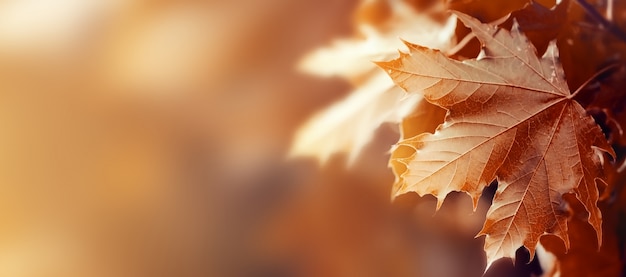 Hermosas hojas de otoño sobre fondo rojo de otoño Soleado Luz del día horizontal