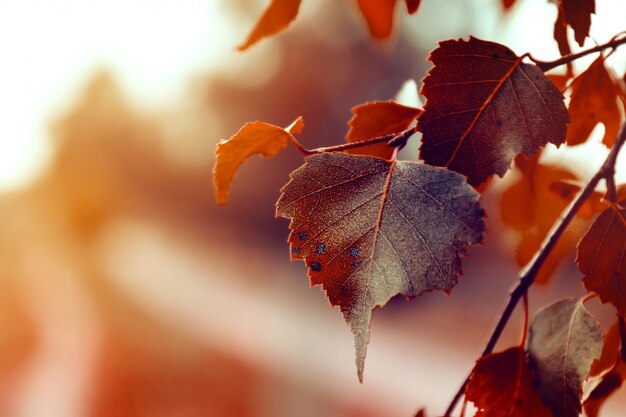 Hermosas hojas de otoño sobre fondo rojo de otoño Soleado Luz del día horizontal