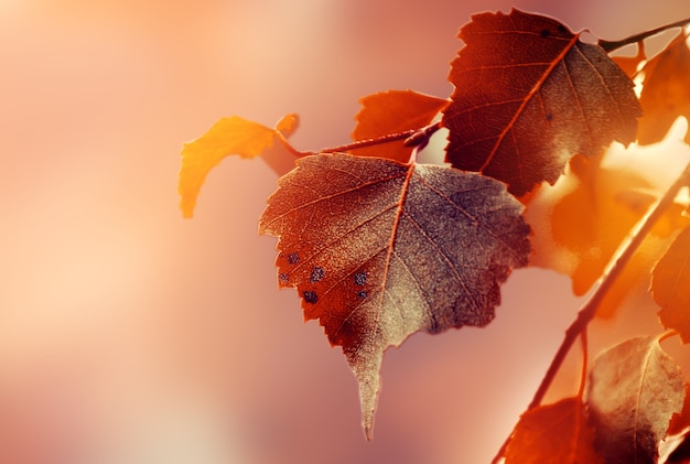 Hermosas hojas de otoño sobre fondo rojo de otoño Soleado Luz del día horizontal