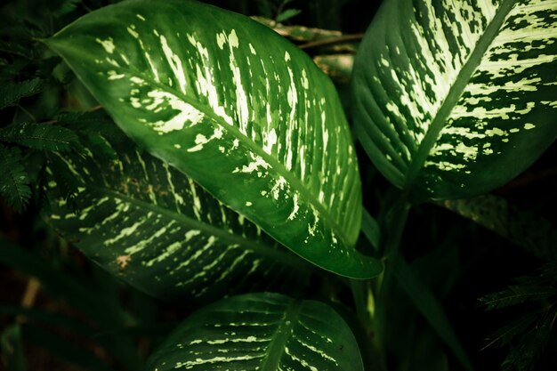 Hermosas hojas de plantas exóticas