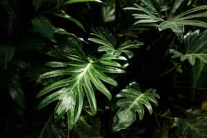 Foto gratuita hermosas hojas tropicales en el bosque