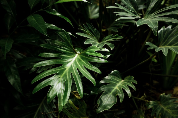Hermosas hojas tropicales en el bosque