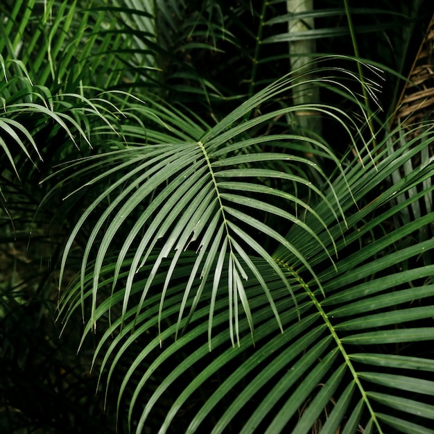 Hermosas hojas tropicales en el bosque