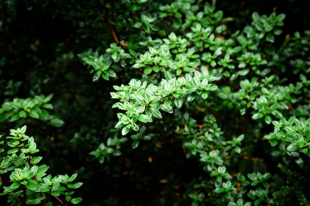 Hermosas hojas verdes con fondo borroso