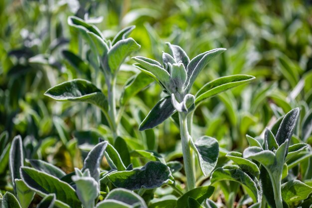 Hermosas hojas verdes de una planta exótica capturada en un jardín en un día cálido y soleado