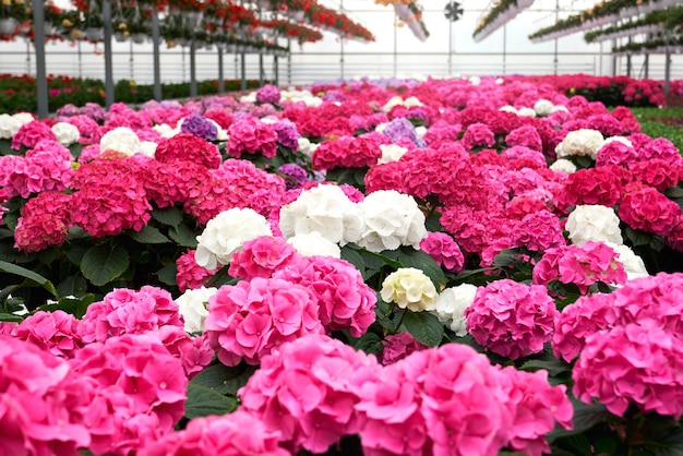 Foto gratuita hermosas hortensias rosas blancas y violetas