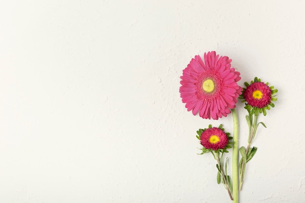 Foto gratuita hermosas margaritas florales con fondo blanco.