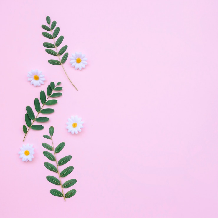 Foto gratuito hermosas margaritas y hojas sobre fondo rosa claro