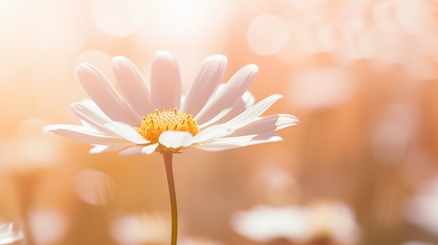 Foto gratuita hermosas margaritas en la naturaleza