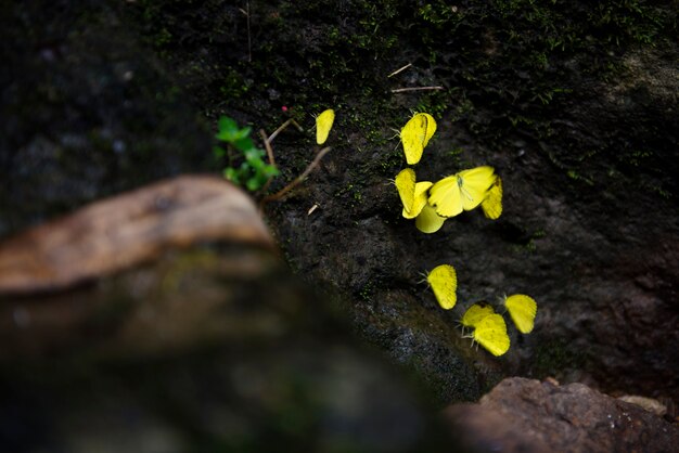 Hermosas mariposas amarillas