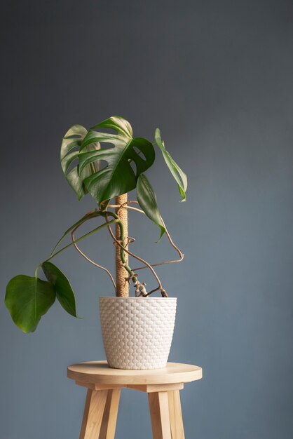 Hermosas y modernas plantas deco.