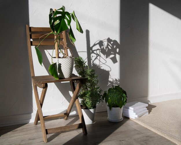 Hermosas y modernas plantas deco.