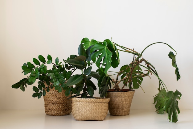 Hermosas y modernas plantas deco.