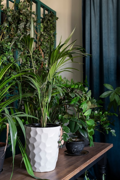 Hermosas y modernas plantas deco.