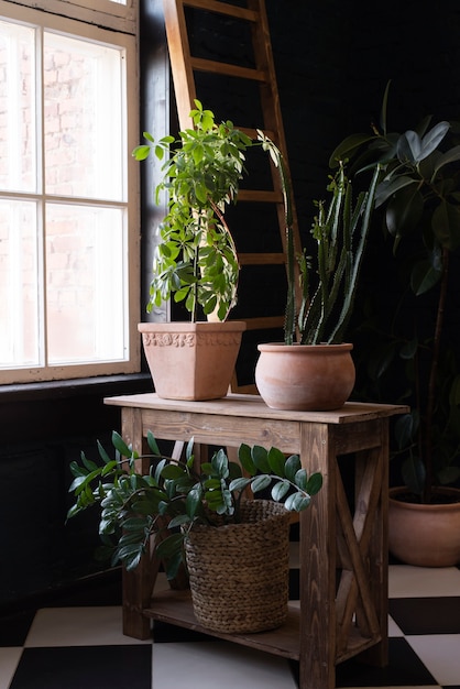 Hermosas y modernas plantas deco.