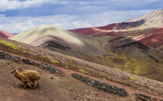 Hermosas montañas de arco iris de Palcoyo y una llama salvaje en Cusco, Perú, bajo un cielo nublado