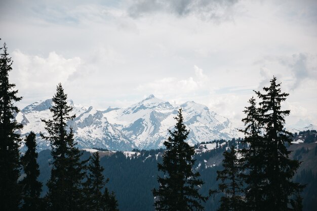 Hermosas montañas en la nieve y los árboles.