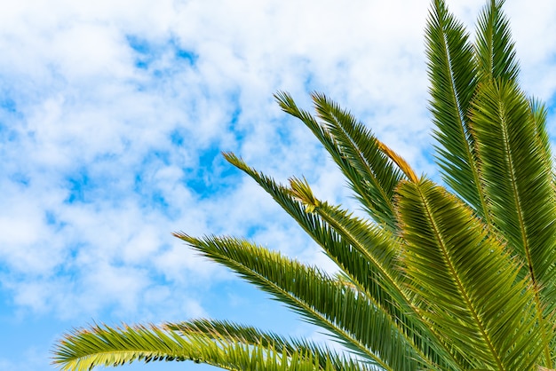 Hermosas palmeras verdes contra el cielo soleado azul con nubes de luz de fondo. El viento tropical sopla las hojas de palma.