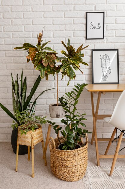 Hermosas plantas de alto ángulo en casa