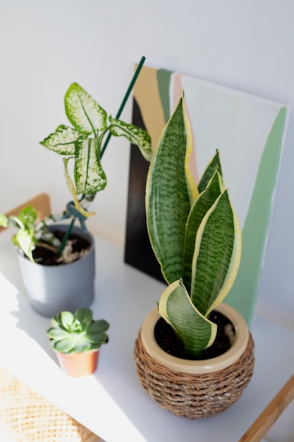 Hermosas plantas de alto ángulo en casa