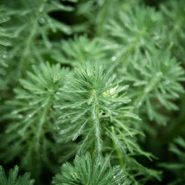 Hermosas plantas con gotas de rocío closeup