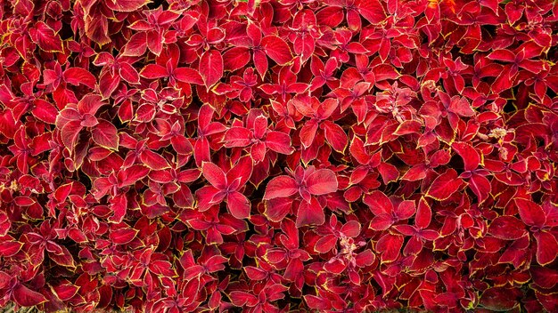 Hermosas plantas con hojas de color rojo brillante.