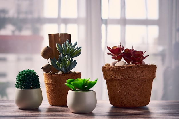 Foto gratuita hermosas plantas de interior en macetas sobre la mesa