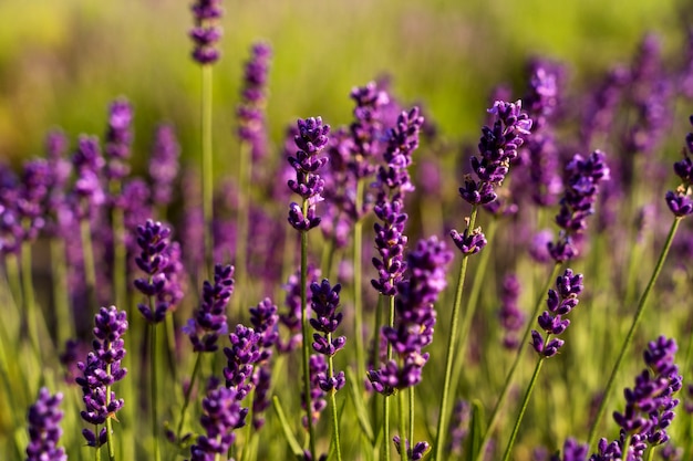 Hermosas plantas de lavanda de alto ángulo