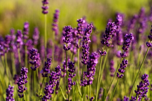 Hermosas plantas de lavanda de alto ángulo