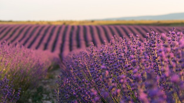 Hermosas plantas de lavanda alto ángulo